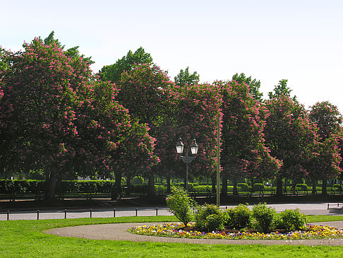 Foto Hofgarten - München