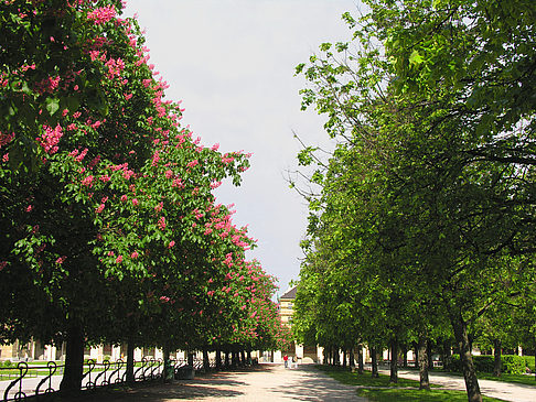 Foto Hofgarten